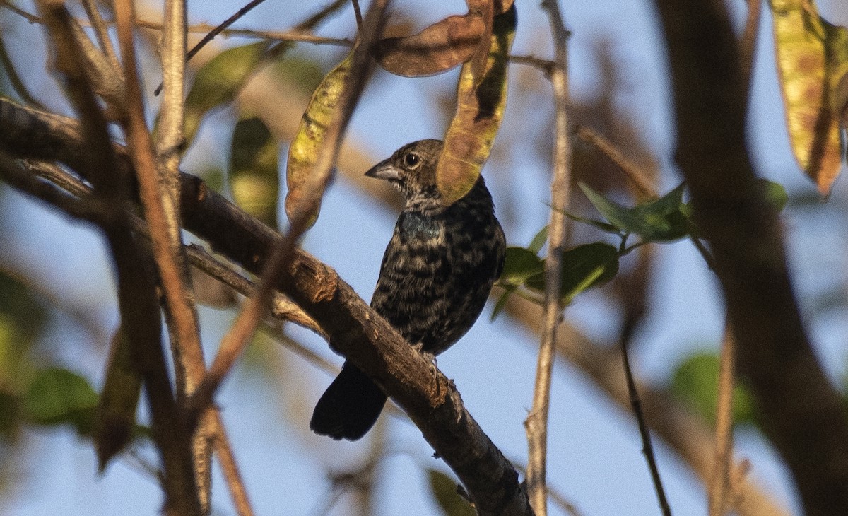 Blue-black Grassquit - ML646202914