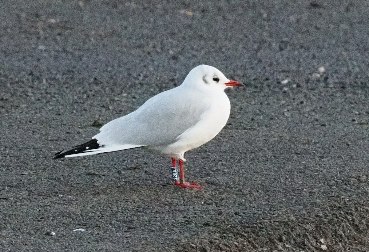 Black-headed Gull - ML646202915