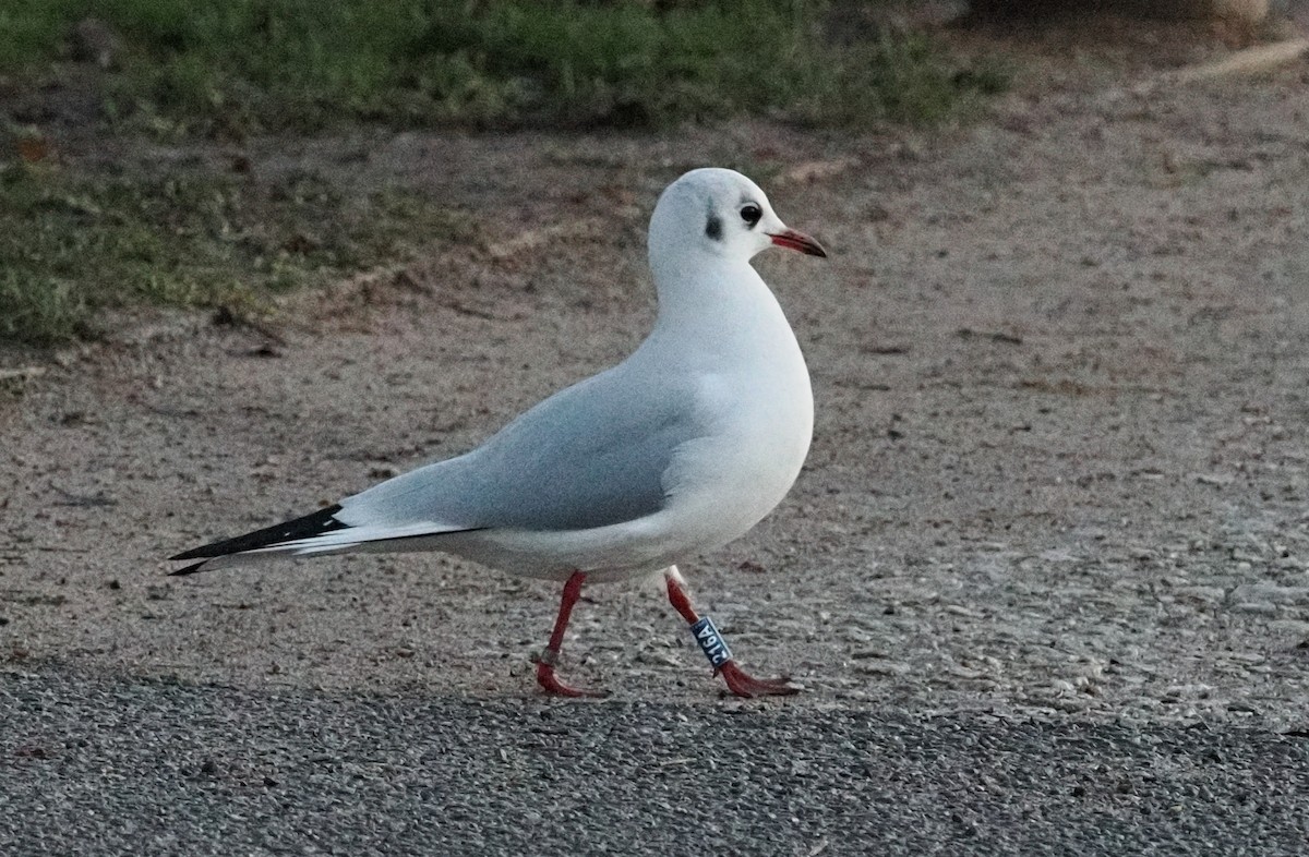 Black-headed Gull - ML646202916