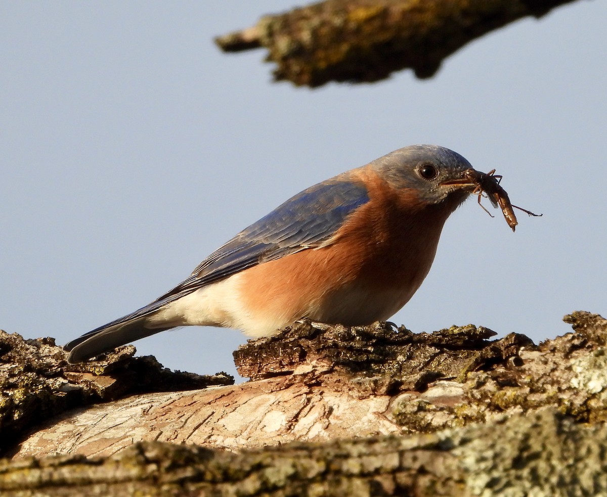 Eastern Bluebird - ML646202918