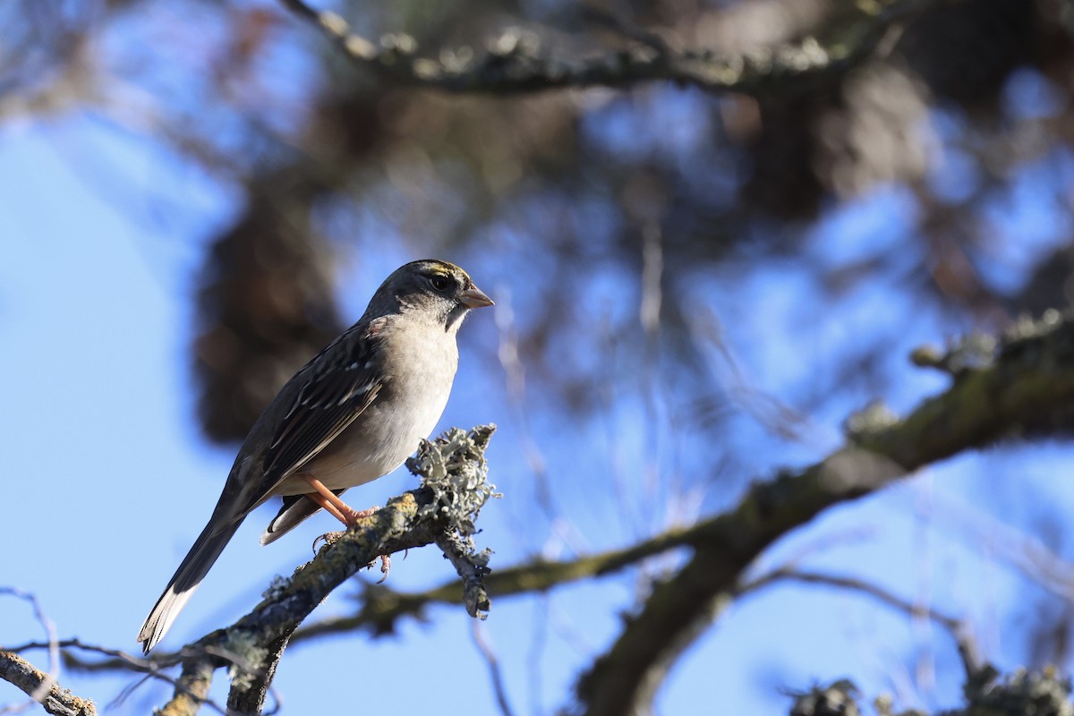 White-crowned Sparrow - ML646202920