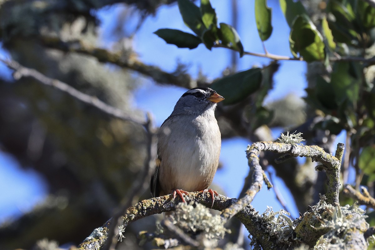 White-crowned Sparrow - ML646202921