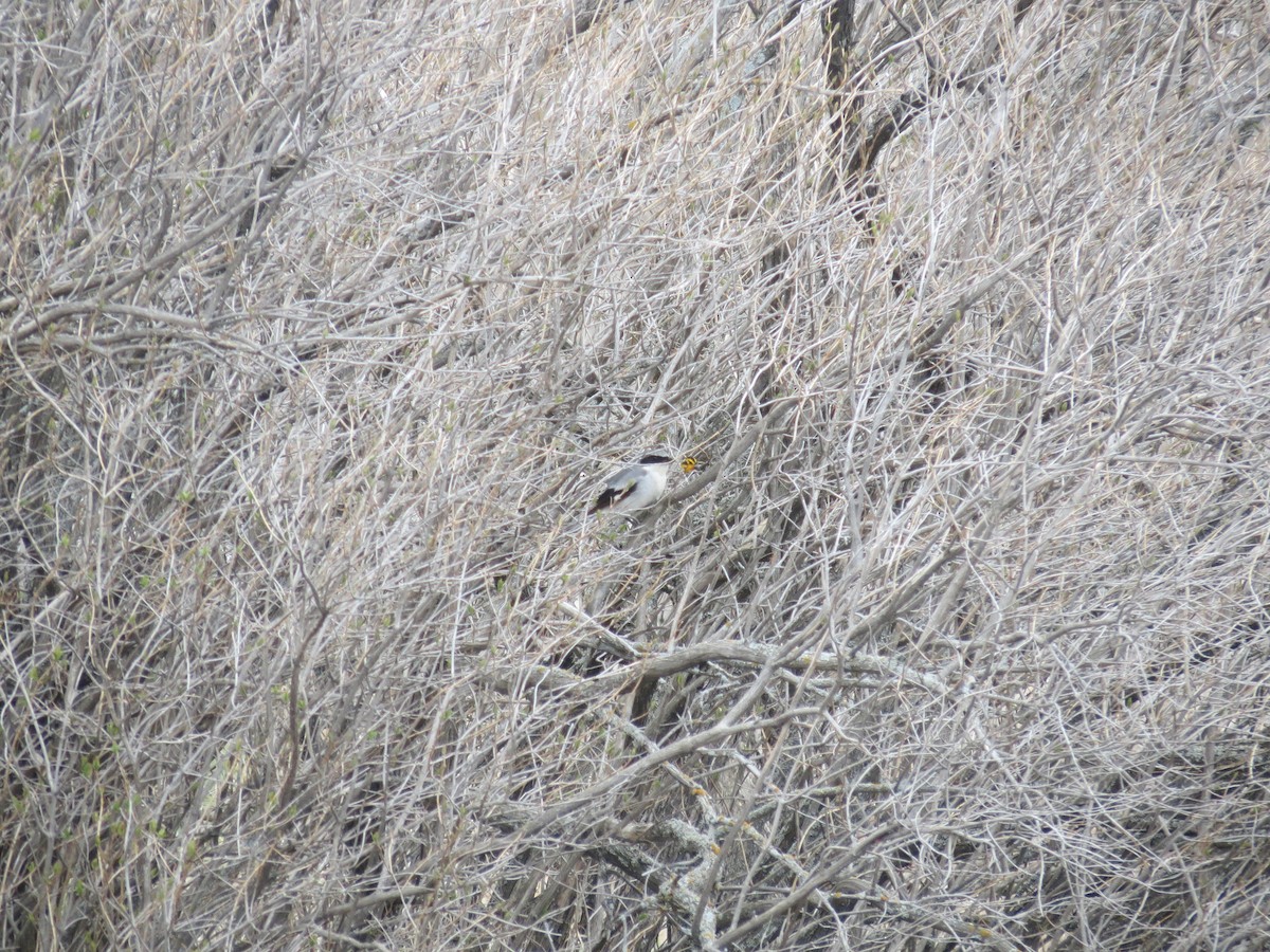 Loggerhead Shrike - ML646202923