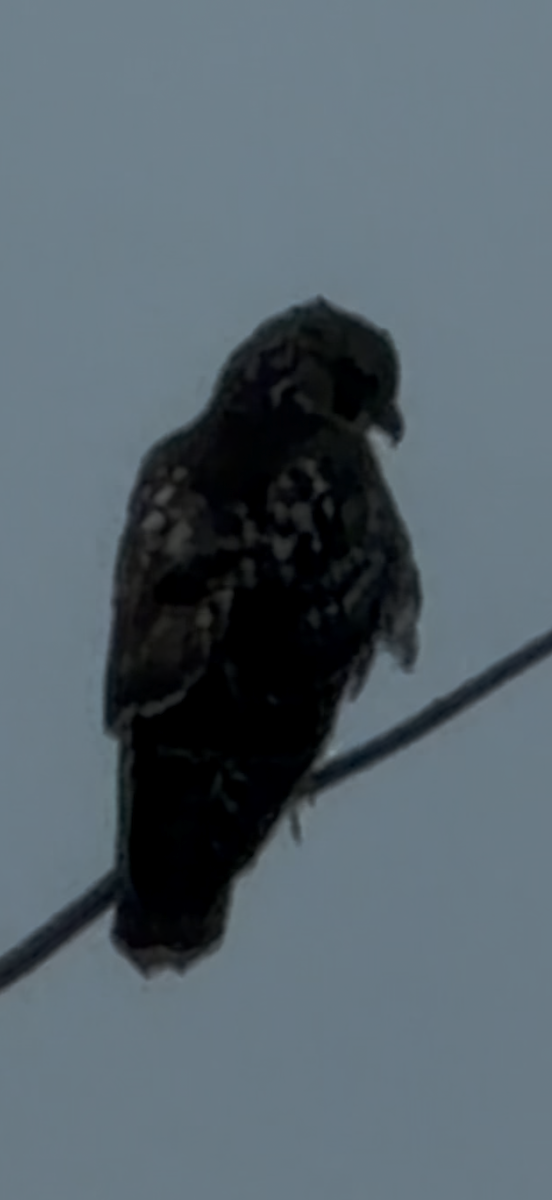 Red-tailed Hawk - ML646202924