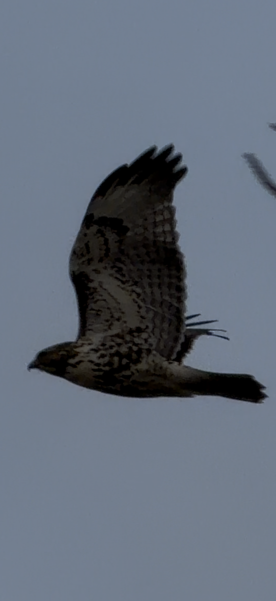 Red-tailed Hawk - ML646202925