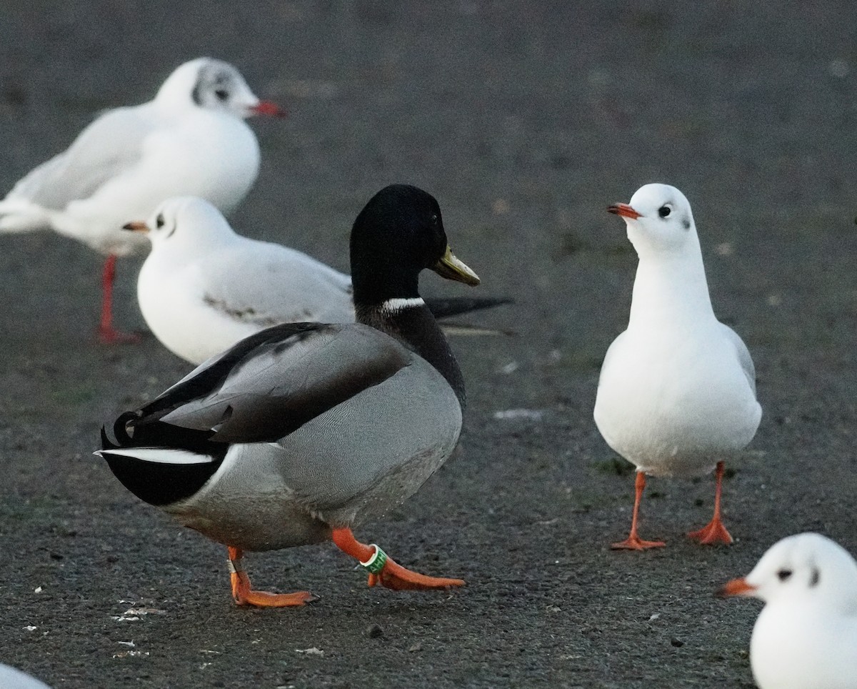 Mallard - ML646202928