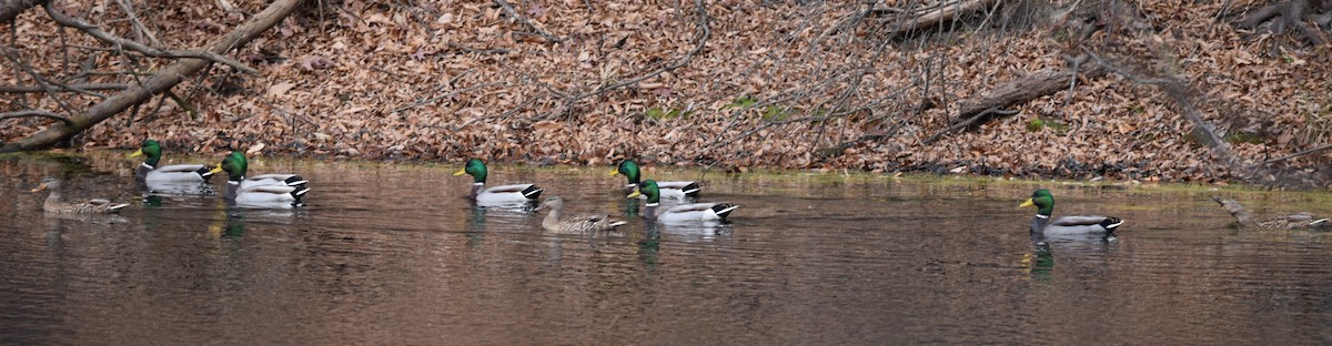 Mallard - ML646202930