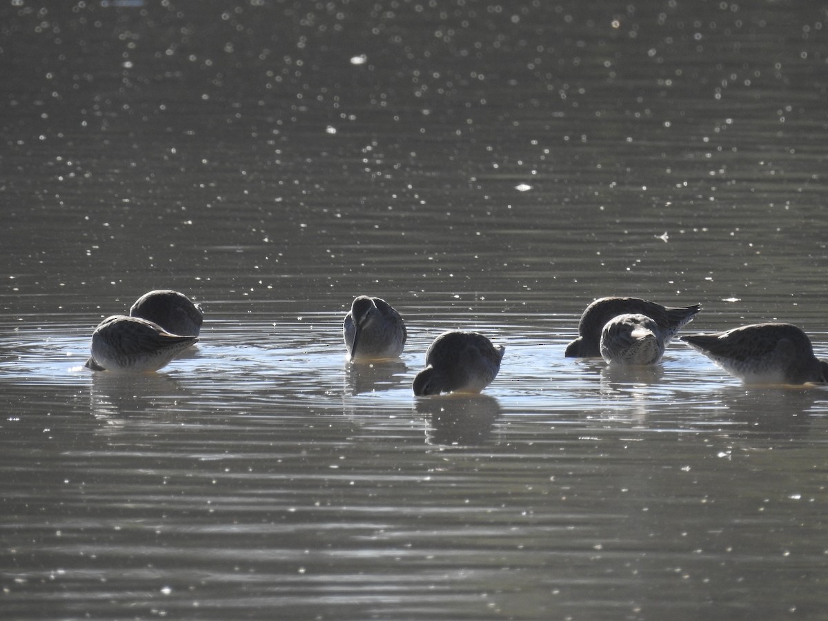 Long-billed Dowitcher - ML646202932