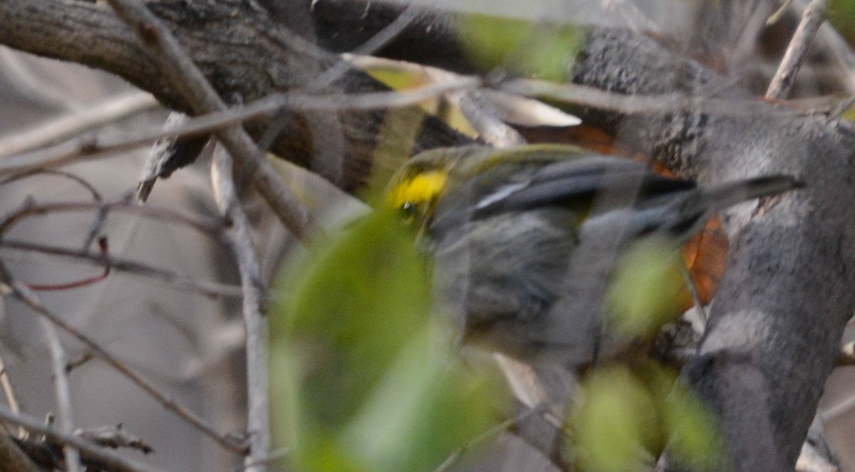 Townsend's Warbler - ML646202933