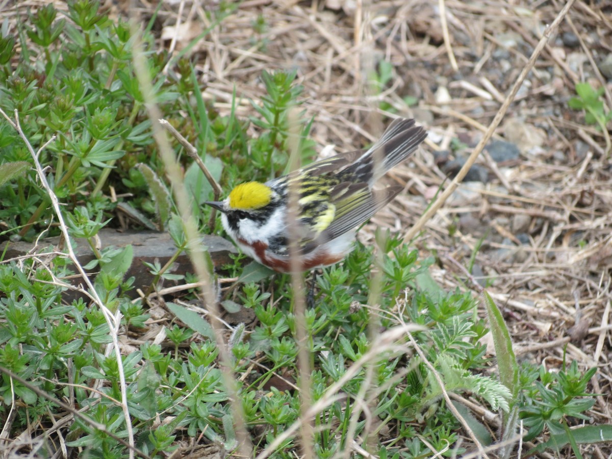 Chestnut-sided Warbler - ML646202937