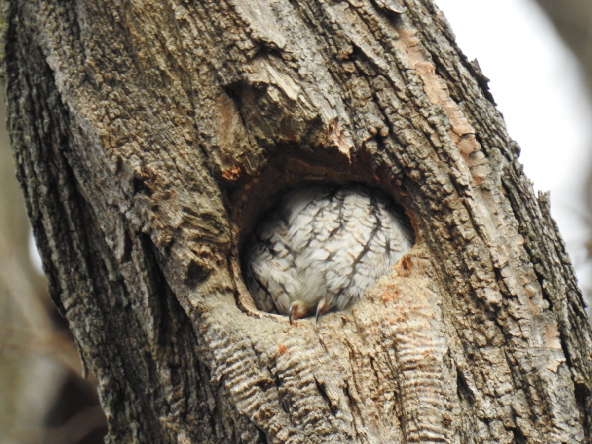 Eastern Screech-Owl - ML646202942