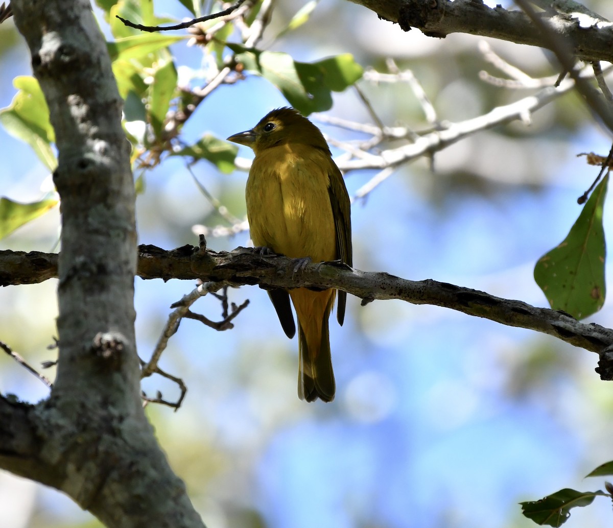 Summer Tanager - ML646202943