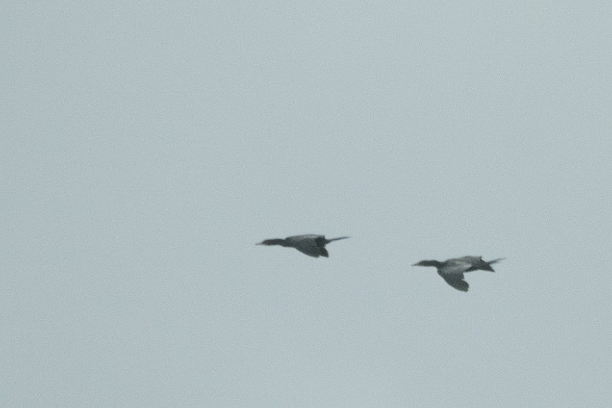 Little Cormorant - ML646202944