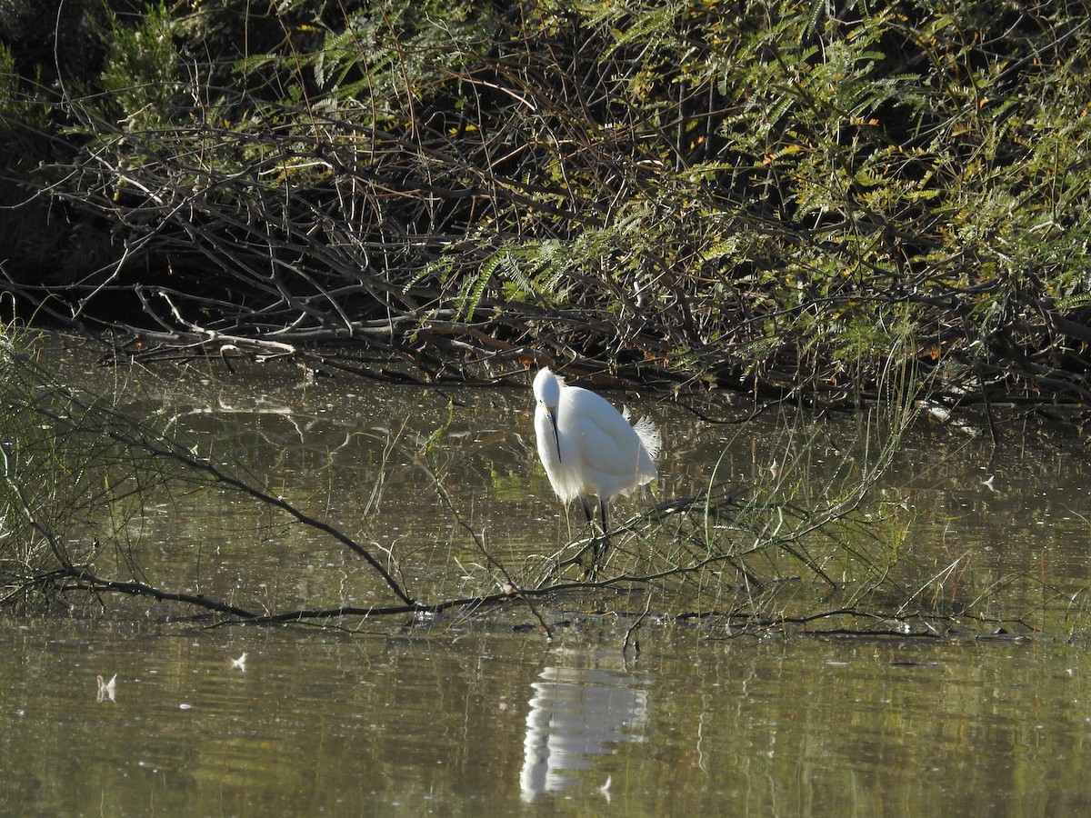 Snowy Egret - ML646202945