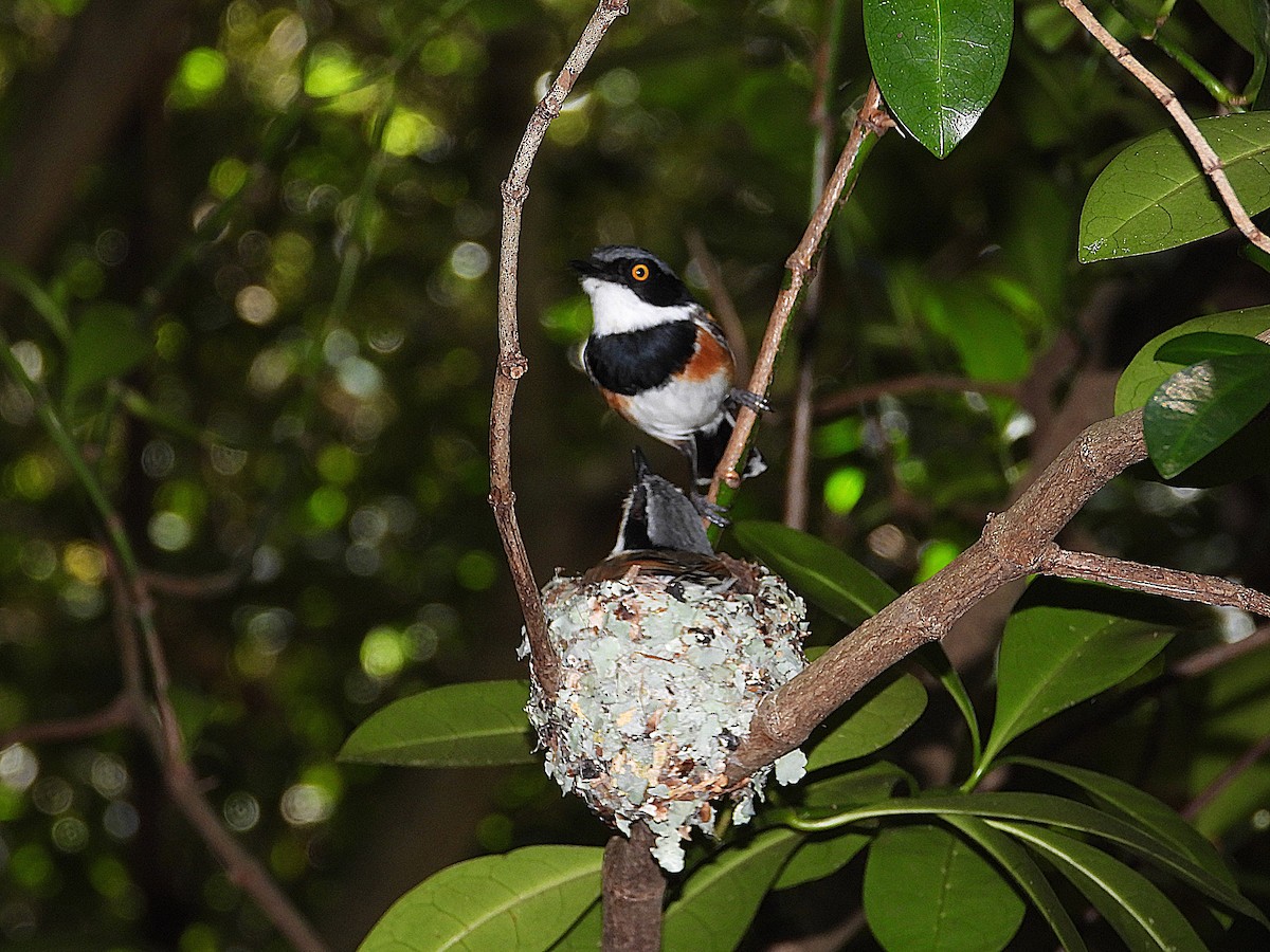 Cape Batis (Cape) - ML646202947