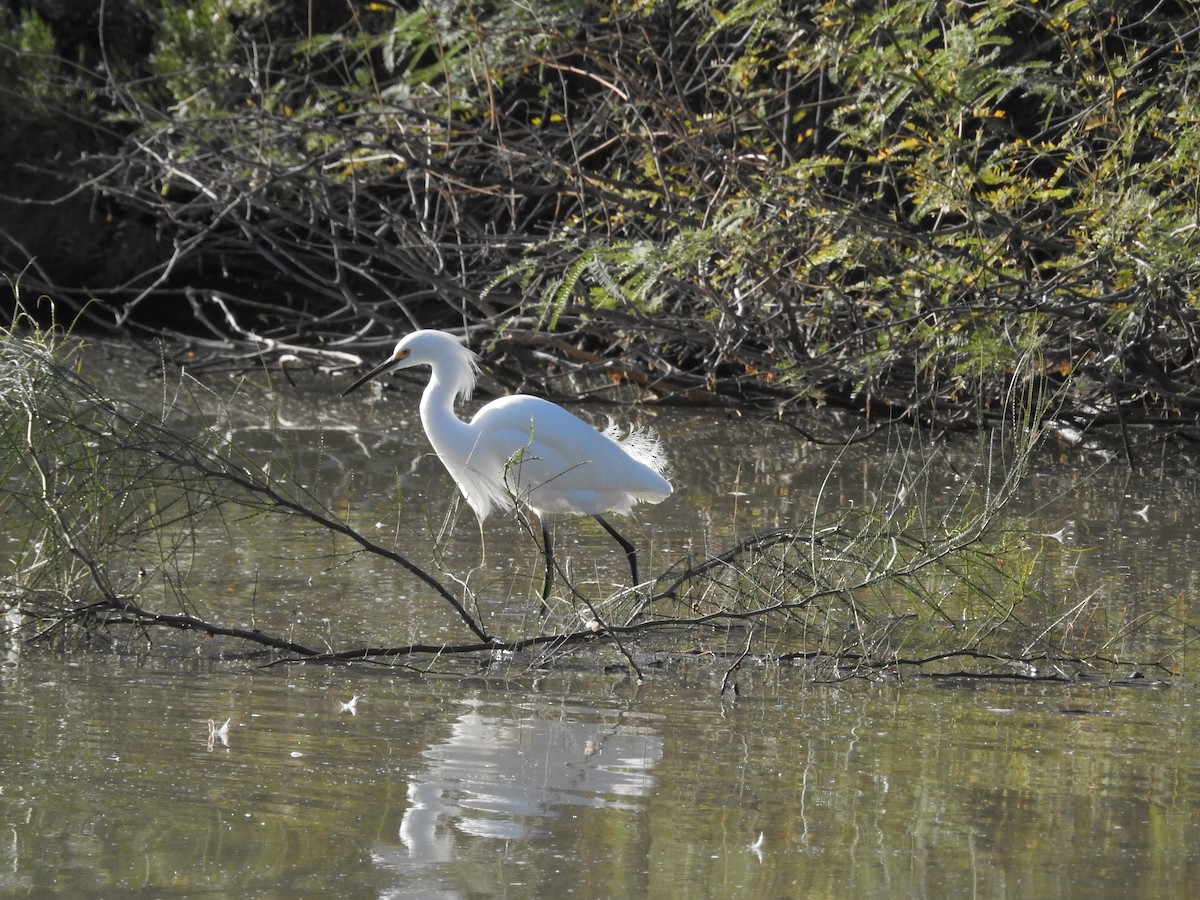 Snowy Egret - ML646202949