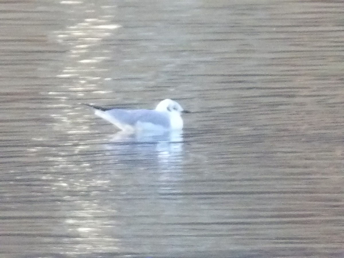 Bonaparte's Gull - ML646202951