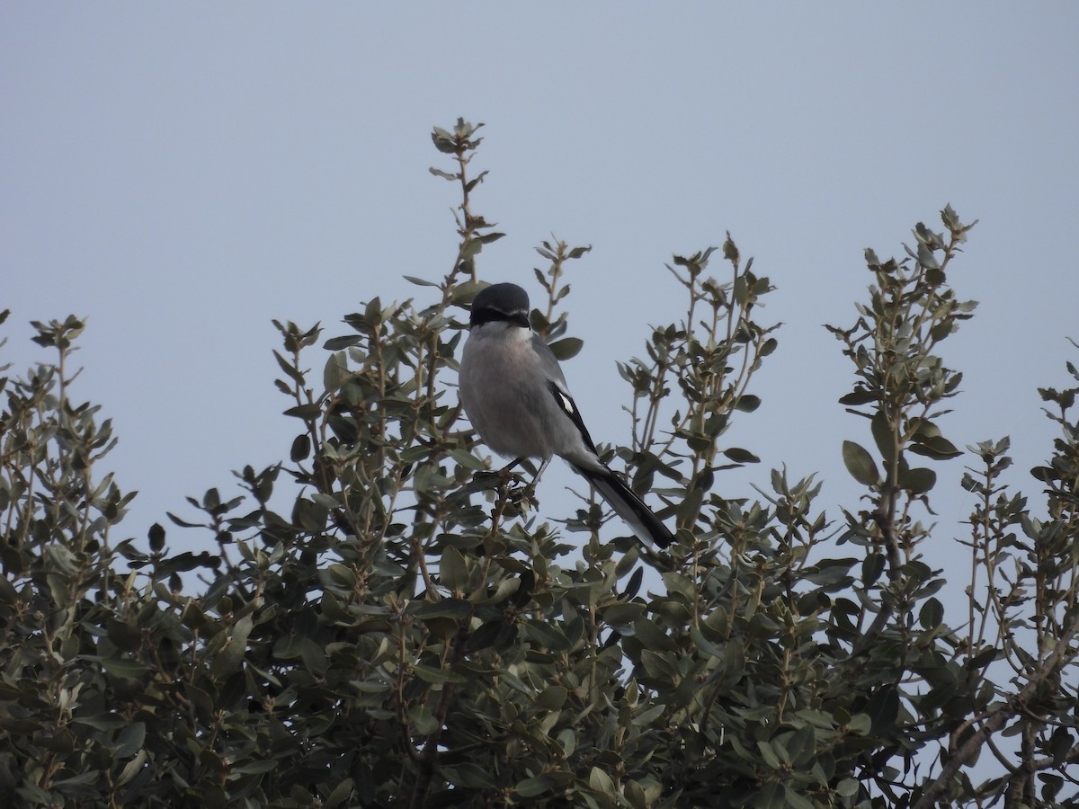 Iberian Gray Shrike - ML646202953