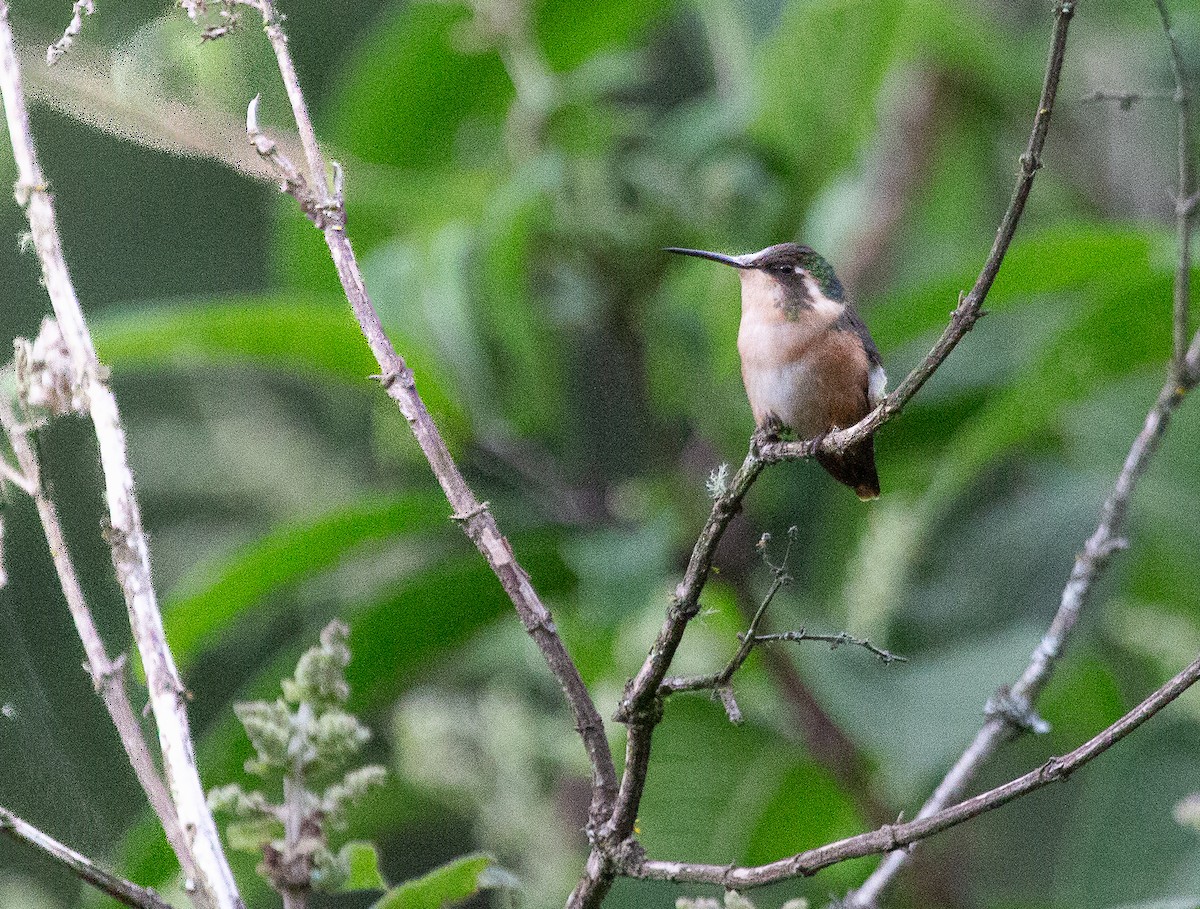 Slender-tailed Woodstar - ML646202954