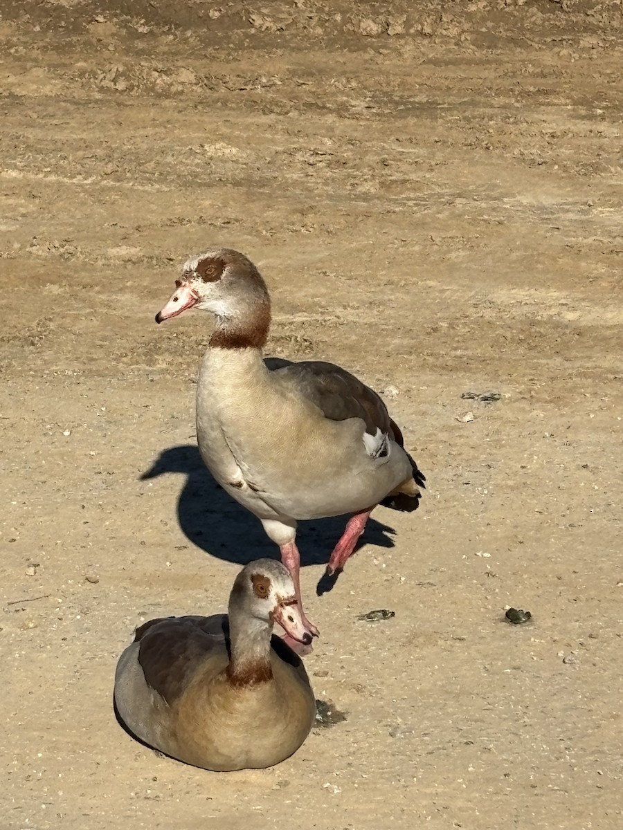 Egyptian Goose - ML646202955