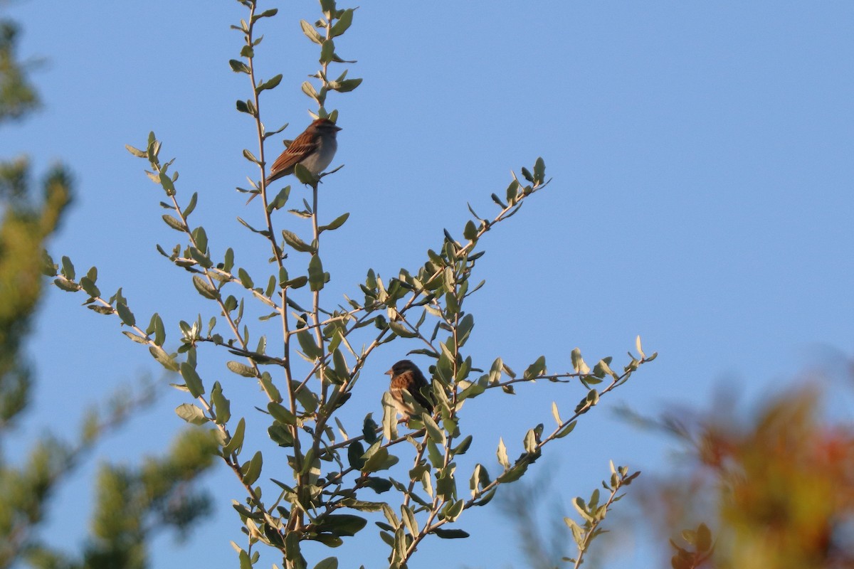 Chipping Sparrow - ML646202956