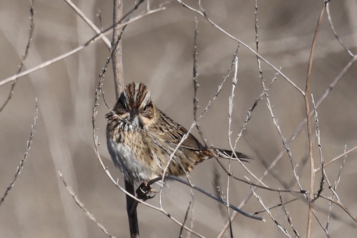 California Towhee - ML646202959