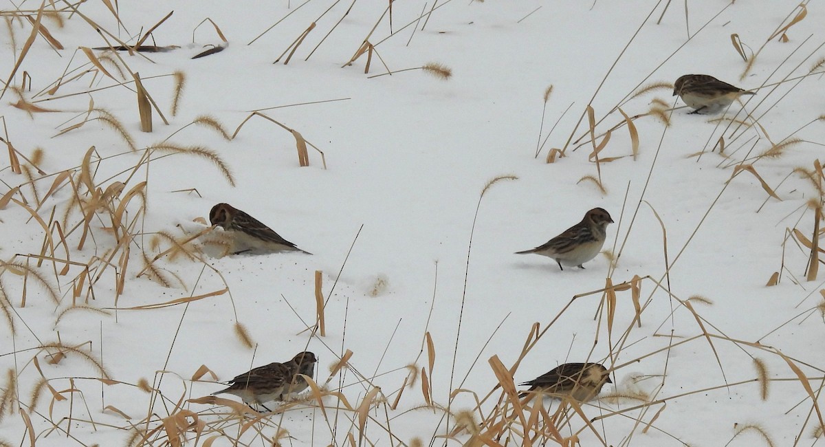 Lapland Longspur - ML646202971