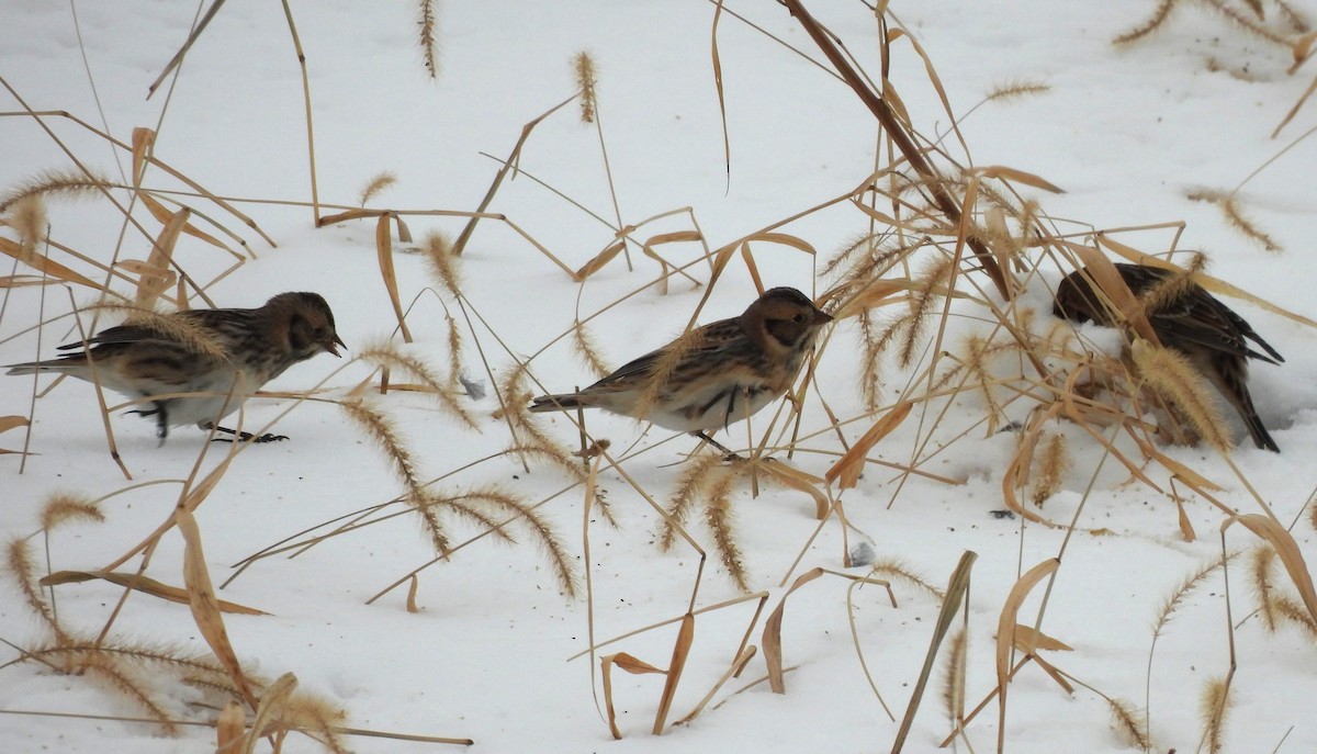 Lapland Longspur - ML646202975