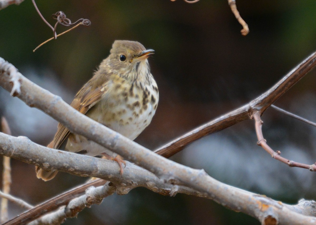 Hermit Thrush - ML646202977