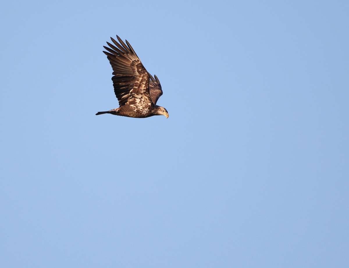 Bald Eagle - ML646202978