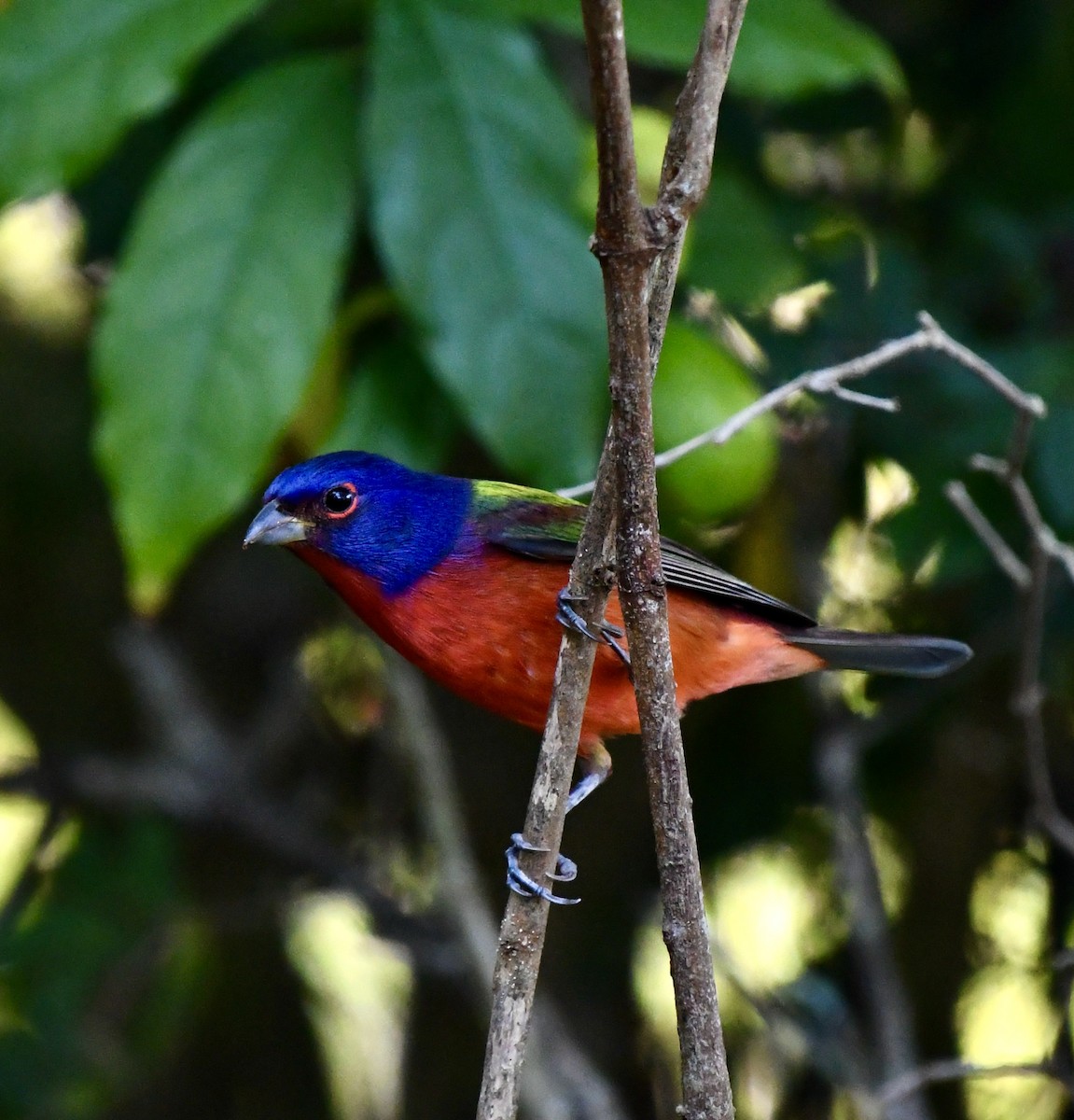 Painted Bunting - ML646202979