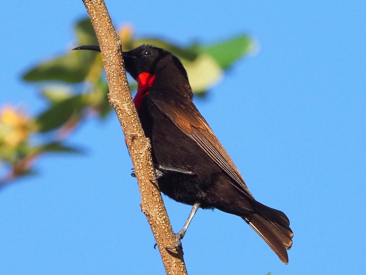 Scarlet-chested Sunbird - ML646202985