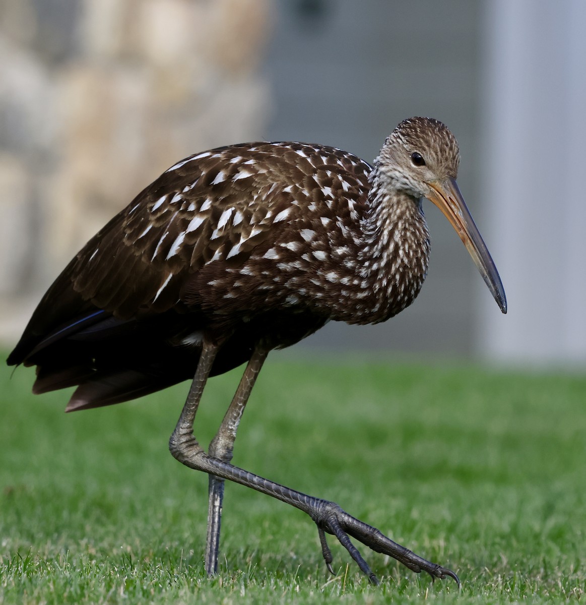 Limpkin - ML646202995