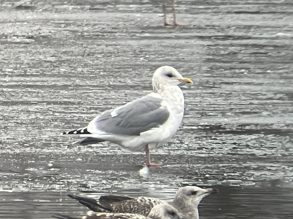 Iceland Gull (Thayer's) - ML646203000