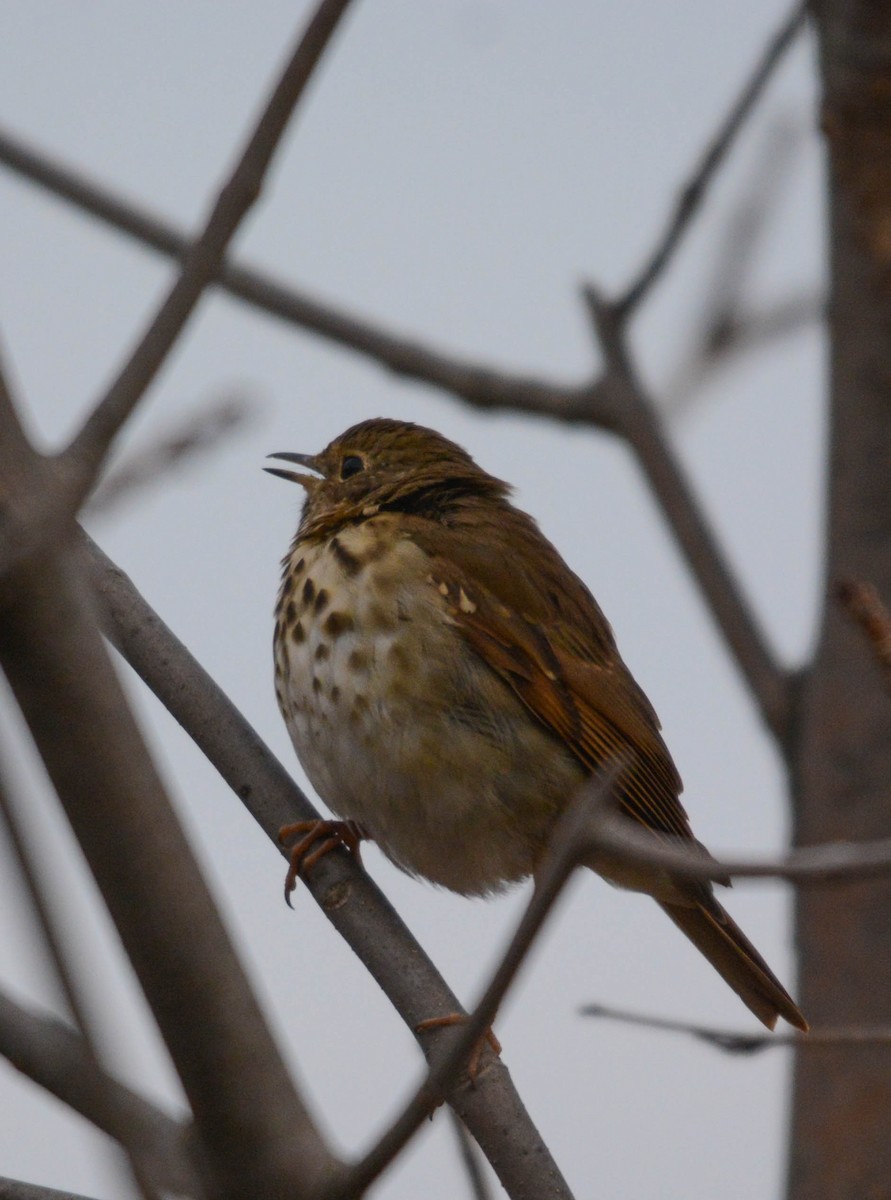 Hermit Thrush - ML646203002
