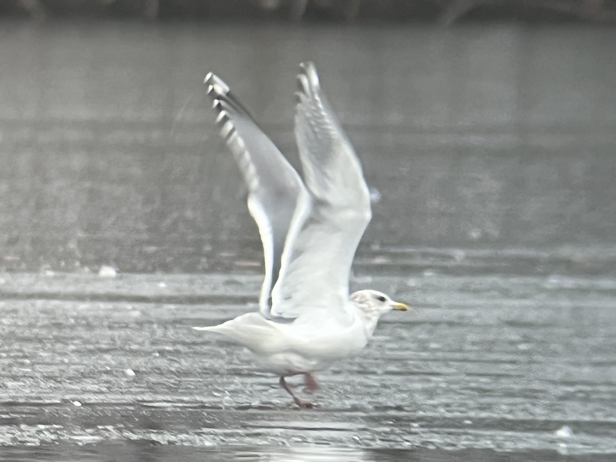 Iceland Gull (Thayer's) - ML646203006