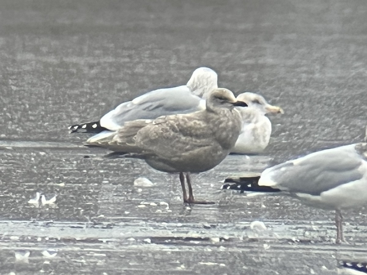 Iceland Gull (Thayer's) - ML646203010