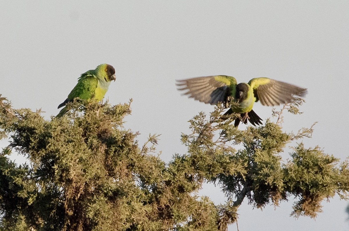 Nanday Parakeet - ML646203019