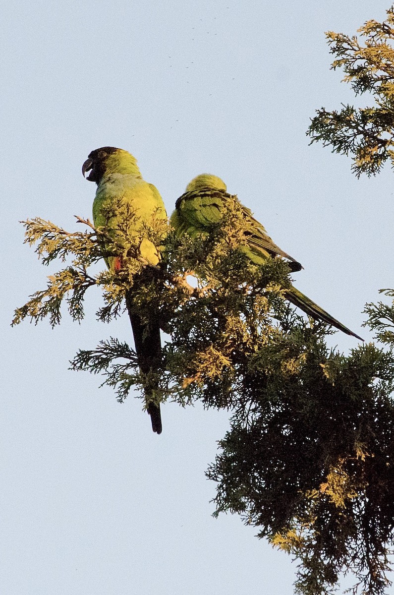 Nanday Parakeet - ML646203020