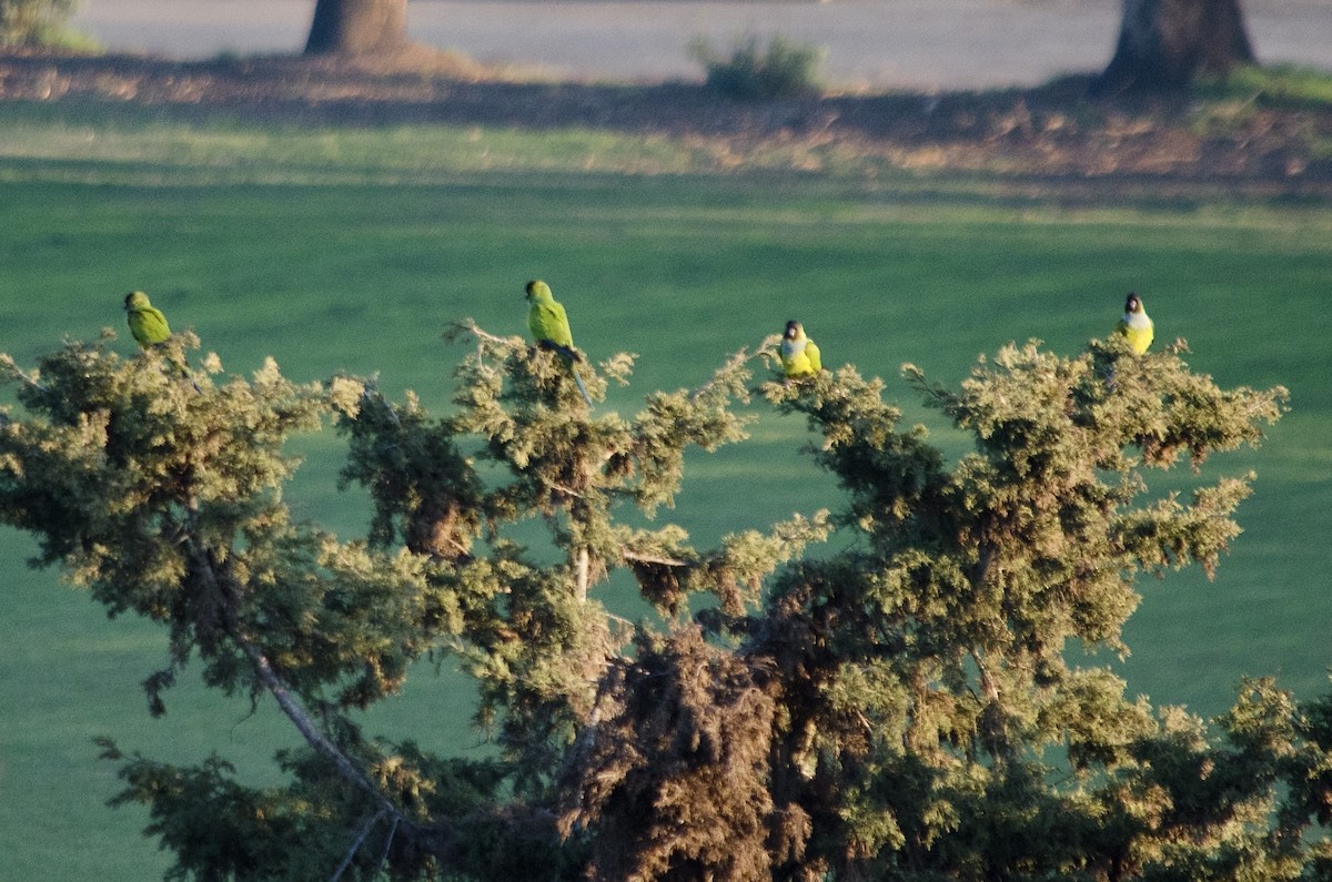 Nanday Parakeet - ML646203021