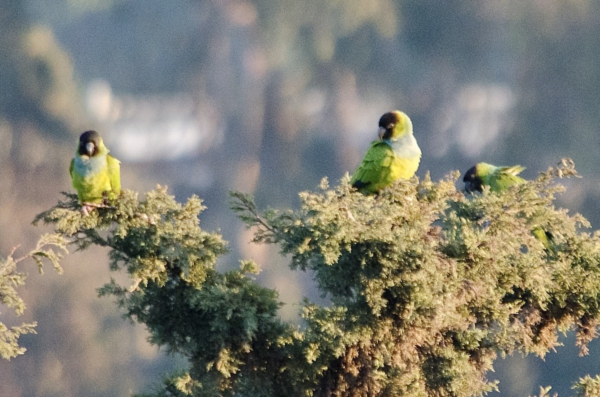 Nanday Parakeet - ML646203022