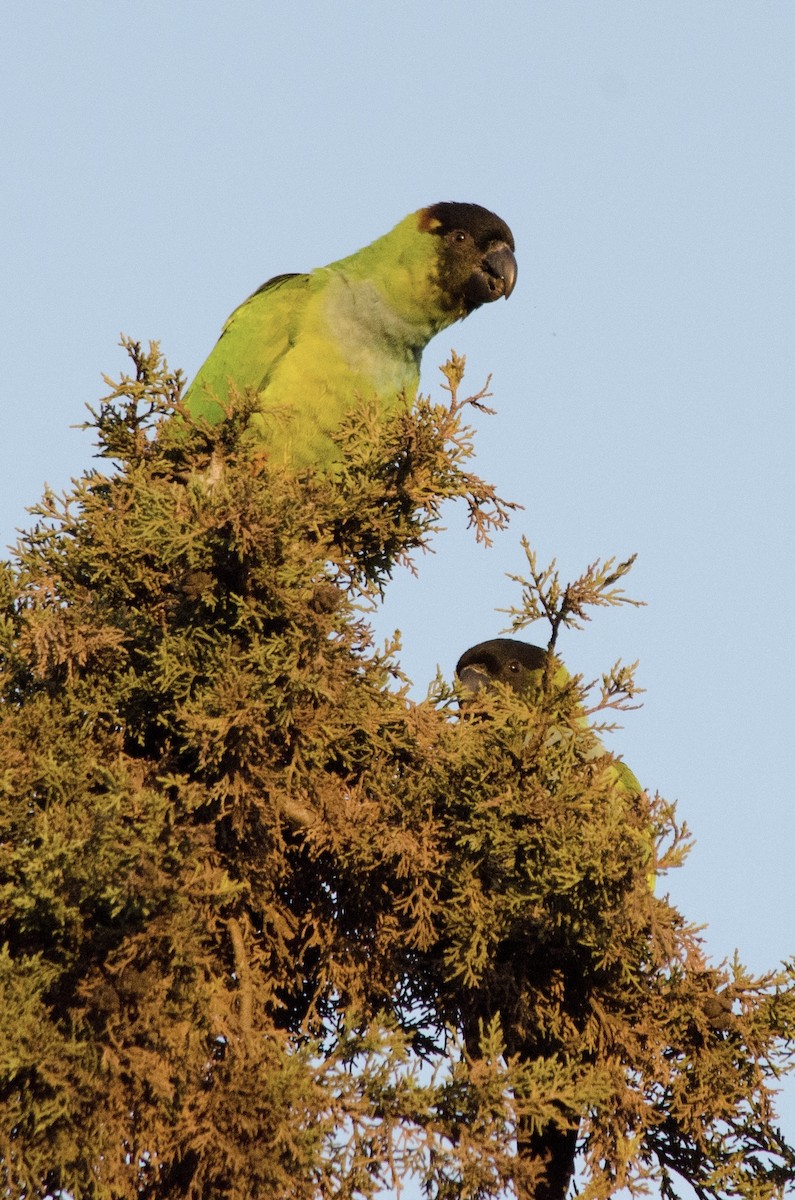 Nanday Parakeet - ML646203023