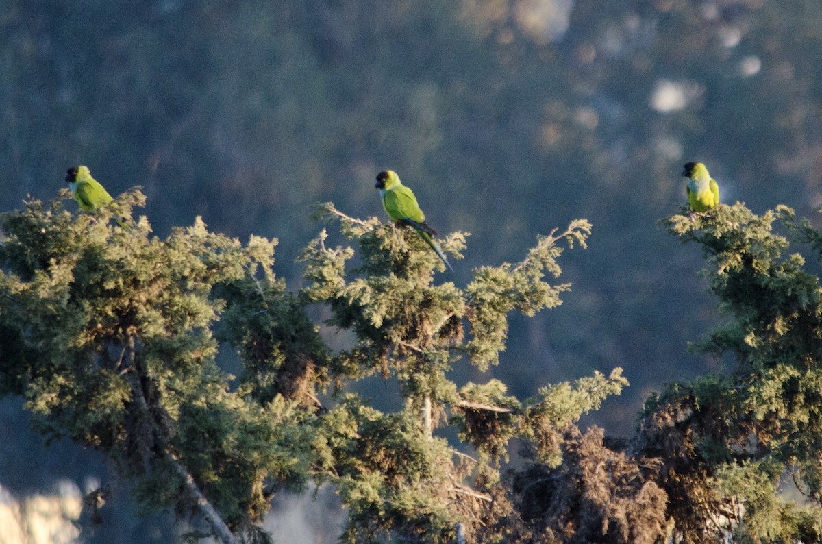 Nanday Parakeet - ML646203024