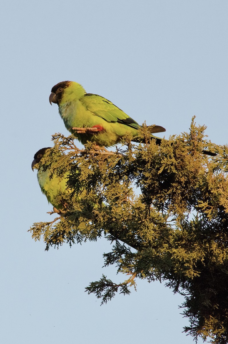 Nanday Parakeet - ML646203025