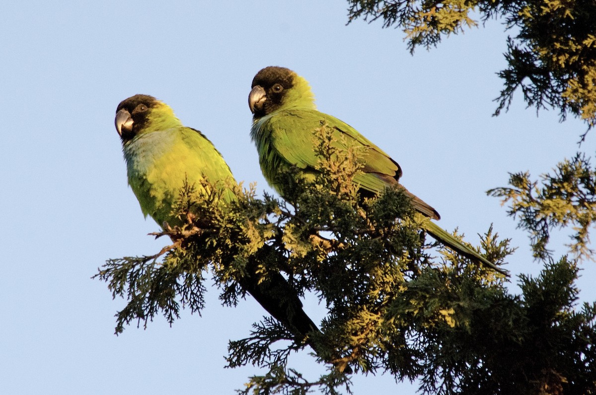 Nanday Parakeet - ML646203026