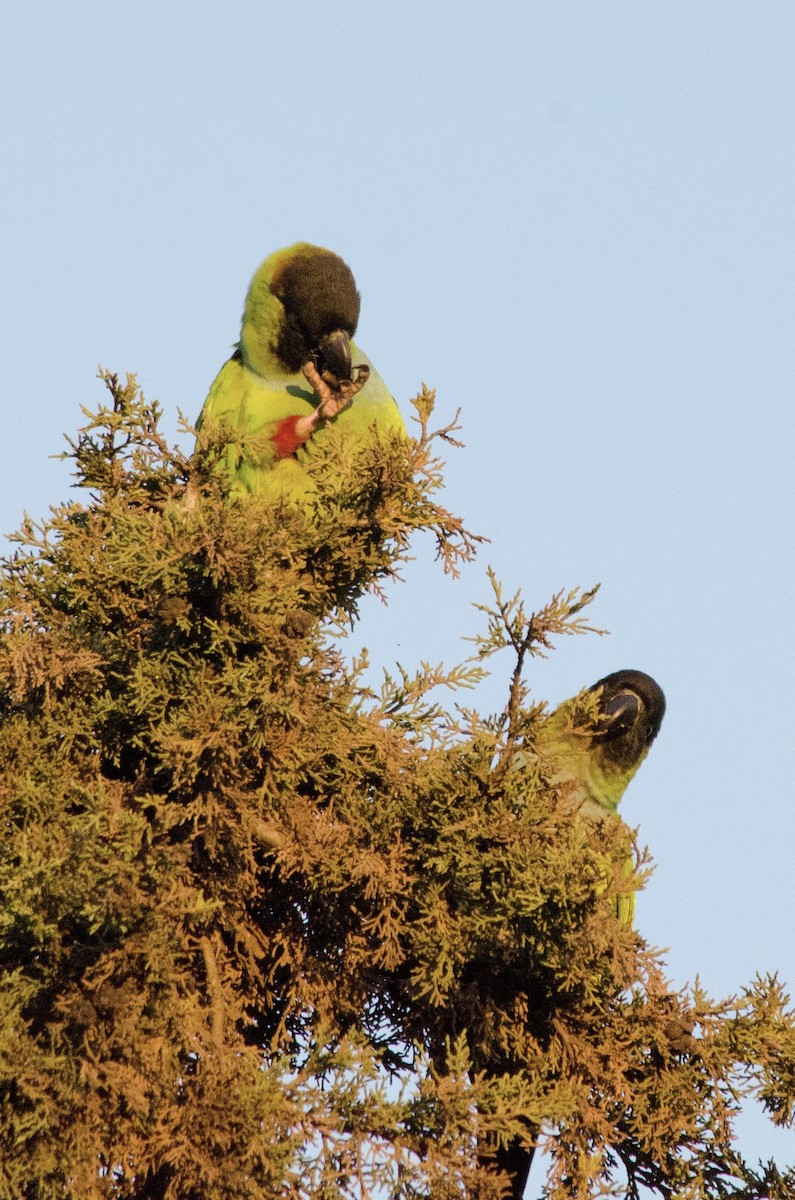 Nanday Parakeet - ML646203028