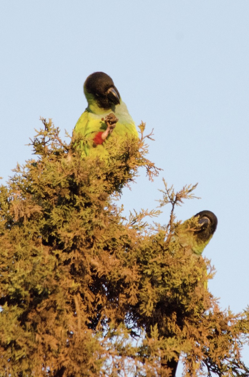 Nanday Parakeet - ML646203029
