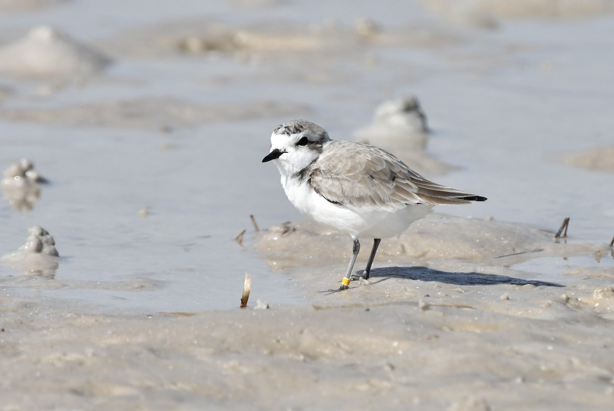 Snowy Plover - ML646203035