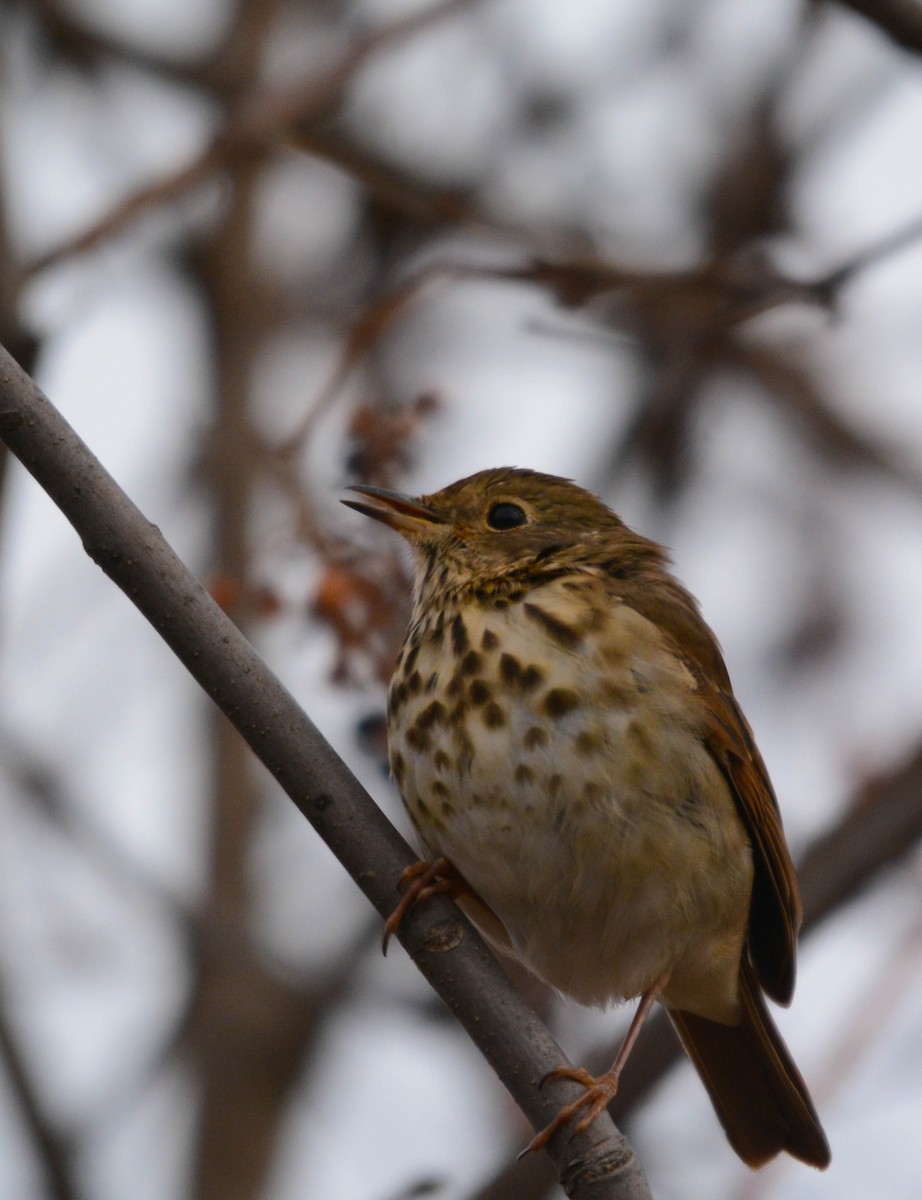 Hermit Thrush - ML646203042
