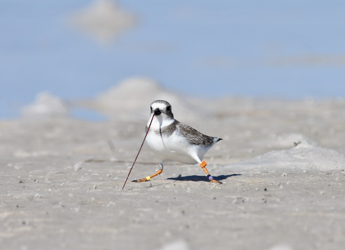 Piping Plover - ML646203045